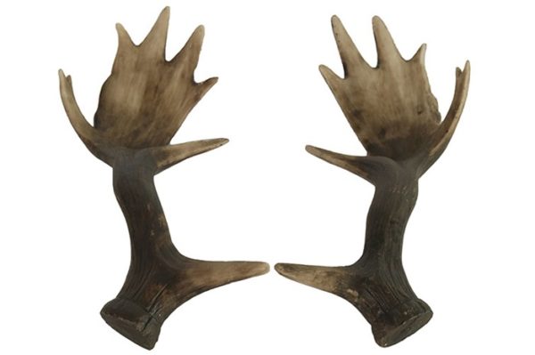 46974ED659424AE490FA05CE5105B6B236CDC8C7 Hirsch Geweih Cars L naturel 28cm