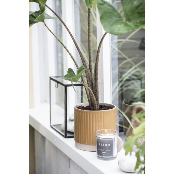 ALTUM Duftkerze Amber flieder 7cm – Bild 3