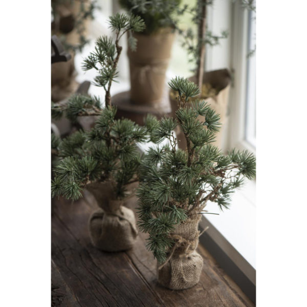 15540_W1400_1 Zeder unecht mit Jutetopf 34cm â Bild 4